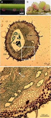 Reprogramming of the Developmental Program of Rhus javanica During Initial Stage of Gall Induction by Schlechtendalia chinensis